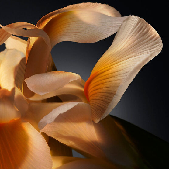 BOSS BOTTLED PERFUM 100ML